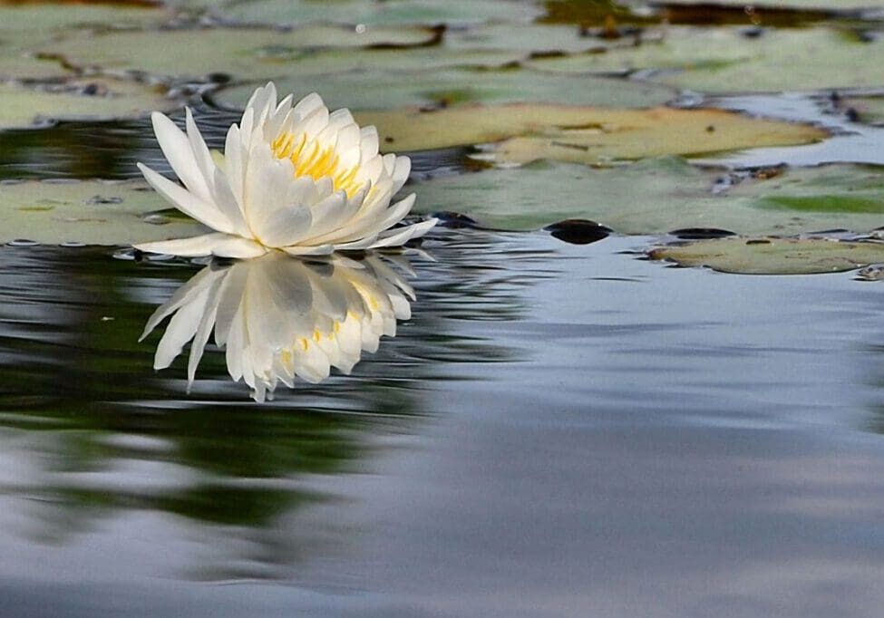 Beautiful water lily blooming on calm water, symbolizing purity, resilience, and tranquility.